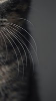 Extreme close-up of a tabby cat whiskers against a dark gray background, showcasing fine sensory hairs in sharp detail.