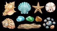 Seashells, starfish, sand dollars, and sea glass isolated on transparent background. Ready for t-shirt designs, clipart, stickers, sublimation, and print-on-demand products.