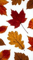 Autumn leaves collection with vibrant red maple and golden oak foliage isolated on white background for seasonal design projects and fall decorations.