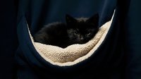 Black cat resting in cozy hammock bed with cream-colored fabric, isolated on dark background, ready for pet product design and marketing materials.