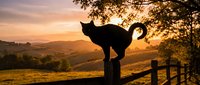 Black cat silhouette perched on wooden fence post at golden sunset with rolling hills countryside landscape and tree branches overhead creating peaceful rural scene.