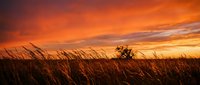 Golden sunset over prairie grassland with tall grass swaying in wind creating dramatic silhouettes against vibrant orange and red sky for nature backgrounds.