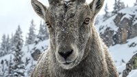 Young bighorn sheep portrait in snowy mountain landscape with evergreen trees. Wildlife photography showcasing winter wilderness and natural habitat.