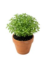 Fresh basil plant in terracotta pot isolated on white background, ready for culinary use, gardening, and home decoration projects.