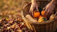 Senior hands selecting fresh pumpkins from wicker basket on autumn leaves ground. Harvest season concept for thanksgiving decorations and fall celebrations.