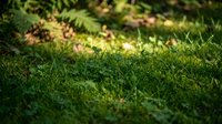 Lush green moss carpet covering forest floor with soft natural lighting and blurred fern background creating peaceful woodland atmosphere for nature designs.