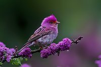 Purple finch perched on flowering lilac branch against blurred natural background, vibrant magenta plumage and red crown create striking spring nature scene.