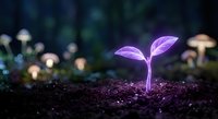 Young plant seedling with purple leaves growing from dark soil in mystical forest setting with glowing mushrooms creating magical botanical atmosphere.