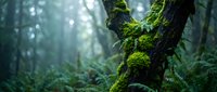 Moss-covered tree trunk in misty forest with soft sunlight filtering through dense woodland creating peaceful natural atmosphere for environmental concepts.