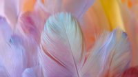 Soft pastel feathers in dreamy colors creating ethereal texture background for wellness, spa, meditation and relaxation design projects.