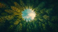 Majestic evergreen forest canopy framing bright sunlit sky with fluffy clouds, creating natural circular vignette. Atmospheric pine treetops perspective.