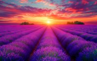 Vibrant purple lavender field rows stretching toward horizon with dramatic sunset sky in pink, orange and purple hues.