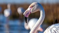 Greater flamingo close-up portrait showing curved neck and distinctive pink beak against blurred natural background, soft morning light highlights delicate feather details.