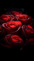 Dramatic close-up of deep red roses with velvety petals against dark background, creating mysterious and romantic mood. Soft lighting highlights flower details.