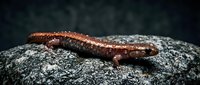Red-backed salamander crawling on wet rock surface in natural habitat. Amphibian wildlife photography showcasing detailed skin texture and coloration.