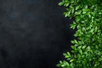 Fresh green leaves border on dark black background with copy space for text, natural organic design layout for seasonal promotions.