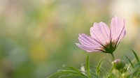 Pink cosmos flower with water droplets blooming in soft natural light with blurred green background for spring garden and botanical designs.