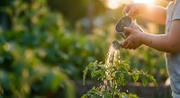 Person watering young tomato plant with watering can in sunny garden during golden hour for organic vegetable gardening and sustainable agriculture.