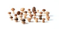 Assortment of small decorative wooden mushrooms in natural brown and beige tones arranged on white background for craft projects.