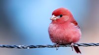Small red finch bird perched on wire fence with soft blurred background. Cute songbird with fluffy feathers sitting outdoors in natural habitat.