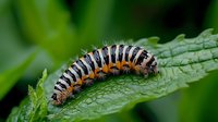 Striped black and white caterpillar with orange spots crawling on textured green leaf in macro photography, showing detailed markings and segments of larval stage.