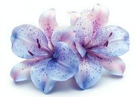 Delicate blue and pink lily flowers with speckled petals on white background, soft gradient coloring and detailed texture create dreamy floral composition.