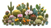 Diverse collection of blooming cacti and succulents with colorful flowers isolated on white background for botanical design and desert garden projects.
