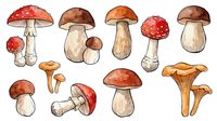 Watercolor mushroom collection featuring various species with red, brown, and golden caps isolated on white background, suitable for botanical illustrations, educational materials, and design projects.