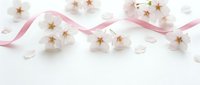 Delicate cherry blossoms with soft pink ribbon on white background for spring wedding invitations, greeting cards and romantic design projects.