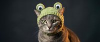 Adorable tabby cat wearing knitted frog hat with googly eyes on dark background. Funny pet costume concept for social media, greeting cards, calendars.