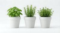Potted herbs isolated on white background, featuring basil, rosemary, and thyme in white ceramic containers, ready for design use.