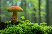 Orange-capped mushroom growing on vibrant green moss in a misty forest setting, showcasing natural woodland flora in soft natural light.