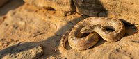 Venomous snake coiled on sandy desert ground, showing detailed scales and natural camouflage coloring. Suitable for wildlife, nature, and educational content.