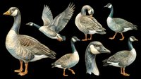 Geese and ducks isolated on transparent background, ready for clipart, t-shirt design, stickers, print-on-demand products, and sublimation projects. Multiple waterfowl poses and angles included.