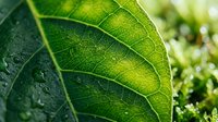 Fresh green leaf with visible veins and water droplets, ideal for nature, environmental, and botanical design projects.