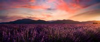 Lavender field at sunset with purple flowers blooming under dramatic pink and orange sky. Mountain landscape background creates peaceful rural scene.