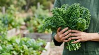Farmer holding fresh curly kale in vegetable garden. Organic produce harvesting and sustainable agriculture concept for farming, gardening, and healthy food promotion.