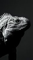Dramatic black and white portrait of iguana head showing detailed scales, spines and eye against dark background for wildlife photography projects.