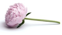 Pink peony flower with long green stem and leaves isolated on white background, suitable for digital design, wedding stationery and floral compositions.
