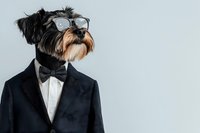 Stylish Yorkshire terrier wearing black tuxedo, bow tie and glasses against light background. Concept of pet fashion and formal dog portraits.