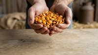 Adult male farmer holding handful of dried corn kernels in cupped hands over wooden surface, showcasing harvest and agricultural produce for farming, food industry, and grain trading purposes.
