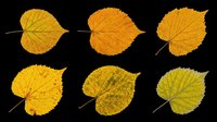 Six autumn linden leaves in yellow and green tones, isolated on transparent background. Ready for clipart, stickers, t-shirt design, sublimation, and print on demand.