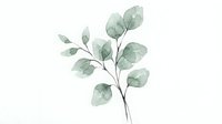 Watercolor eucalyptus branch with soft green leaves on white background. Botanical illustration for wedding invitations, greeting cards and home decor.