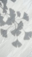 Soft shadows of ginkgo leaves cast on white marble surface, creating natural light and shadow play for minimalist design, botanical backgrounds, and interior styling projects.
