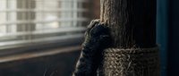 Adorable fluffy poodle puppy with curly black coat sitting by wooden post indoors near window with natural lighting creating cozy domestic atmosphere.