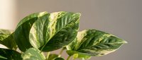 Variegated green and yellow houseplant leaves with natural patterns against soft blurred background for indoor gardening and home decor projects.