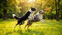 Two dogs playing and jumping together in sunny green park meadow with trees, enjoying outdoor activity and exercise.