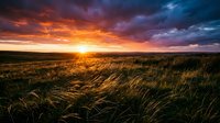 Dramatic sunset over golden wheat field with vibrant orange and purple sky, golden hour lighting casting long shadows across grain crops for agricultural and nature backgrounds.