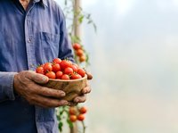 Farmer holding fresh ripe tomatoes in hands at harvest time in vegetable garden or farm field for agriculture and food production.