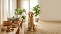 Golden retriever sitting in bright modern living room with potted plants, wicker baskets and natural light from windows, suitable for pet care and home decor content.